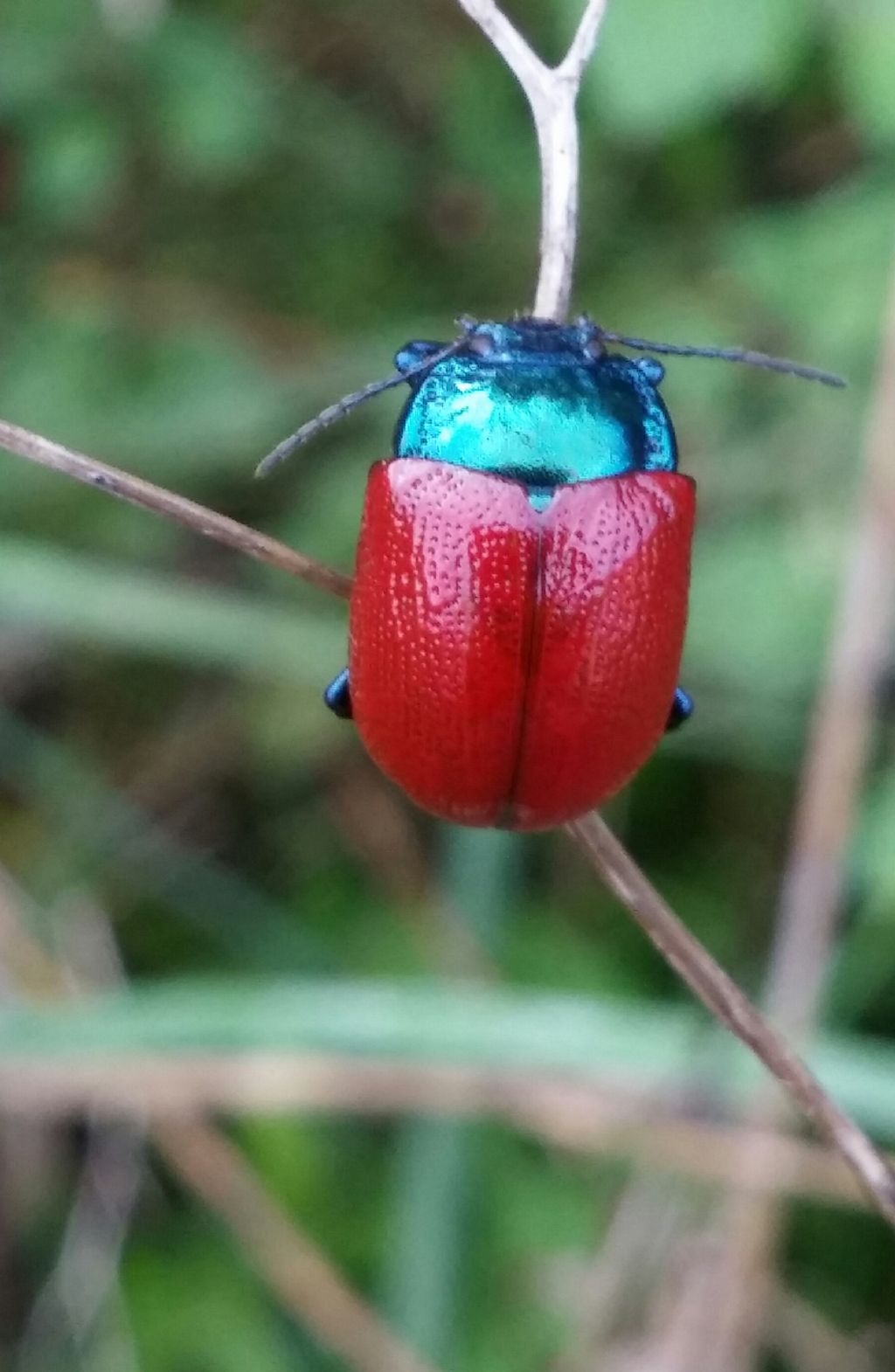 Chrysolina lutea (in accoppiamento) e  Chrysolina grossa